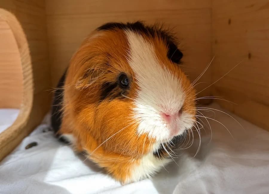 Seppel, tricolor male 5yo mixed breed for adoption at Tierschutzverein Heilbronn, Heilbronn