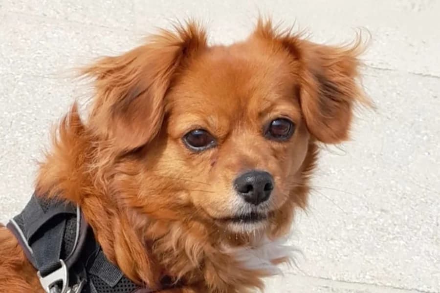 Ayla - reserviert, female 7yo mixed breed for adoption at Tierschutzverein Heilbronn, Heilbronn