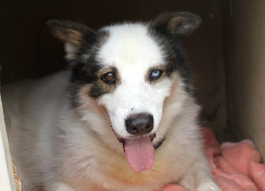 Tusik, male senior Mixed Breed for adoption at Tierschutzverein Heilbronn, Heilbronn