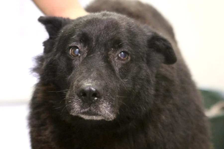 Petru, male senior Mixed Breed for adoption at Tierschutzverein Heilbronn, Heilbronn