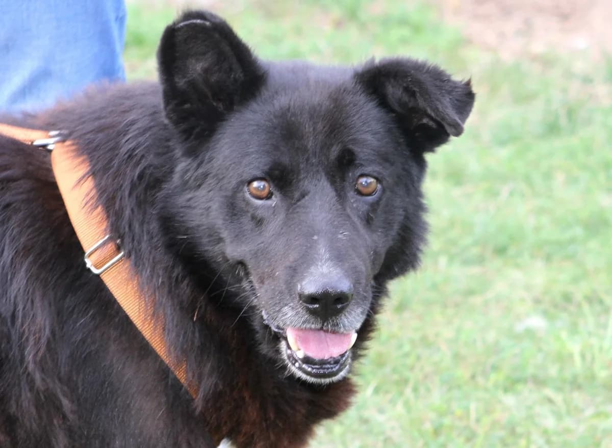 Petru, male senior Mixed Breed for adoption at Tierschutzverein Heilbronn, Heilbronn