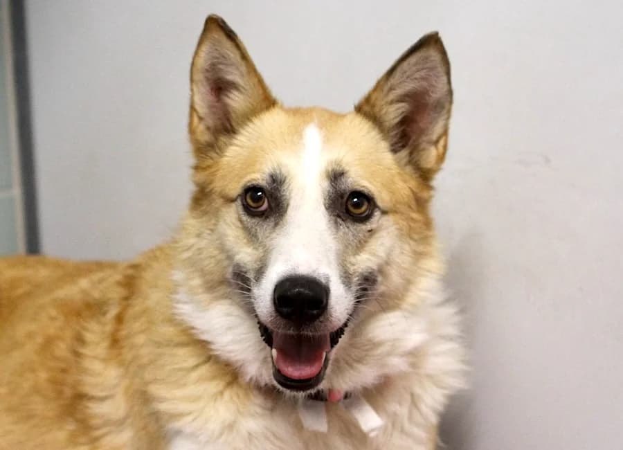 Liza, female senior Mixed Breed for adoption at Tierschutzverein Heilbronn, Heilbronn