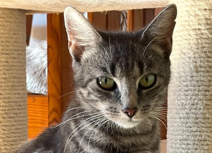 Harley, grau-getigert female mixed breed for adoption at Tierschutzverein Heilbronn, Heilbronn