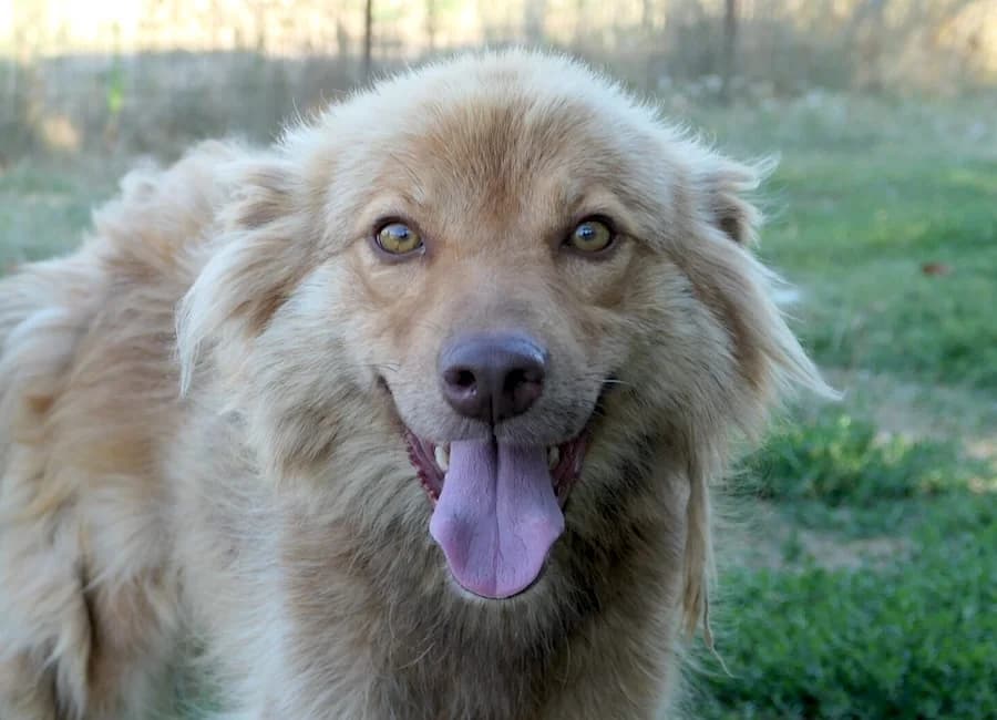Cinnamon, female 3yo Mixed Breed for adoption at Tierschutzverein Heilbronn, Heilbronn