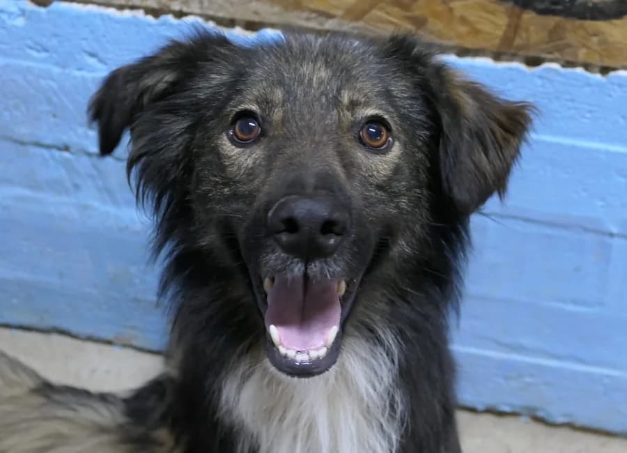 Pepe, male 4yo Mixed Breed for adoption at Tierschutzverein Heilbronn, Heilbronn