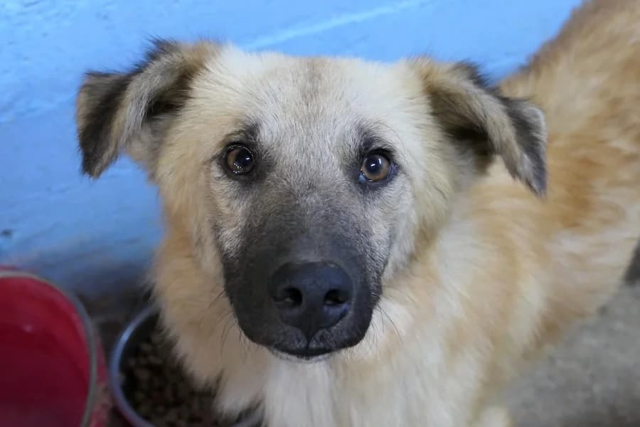 Armando, male 4yo Mixed Breed for adoption at Tierschutzverein Heilbronn, Heilbronn