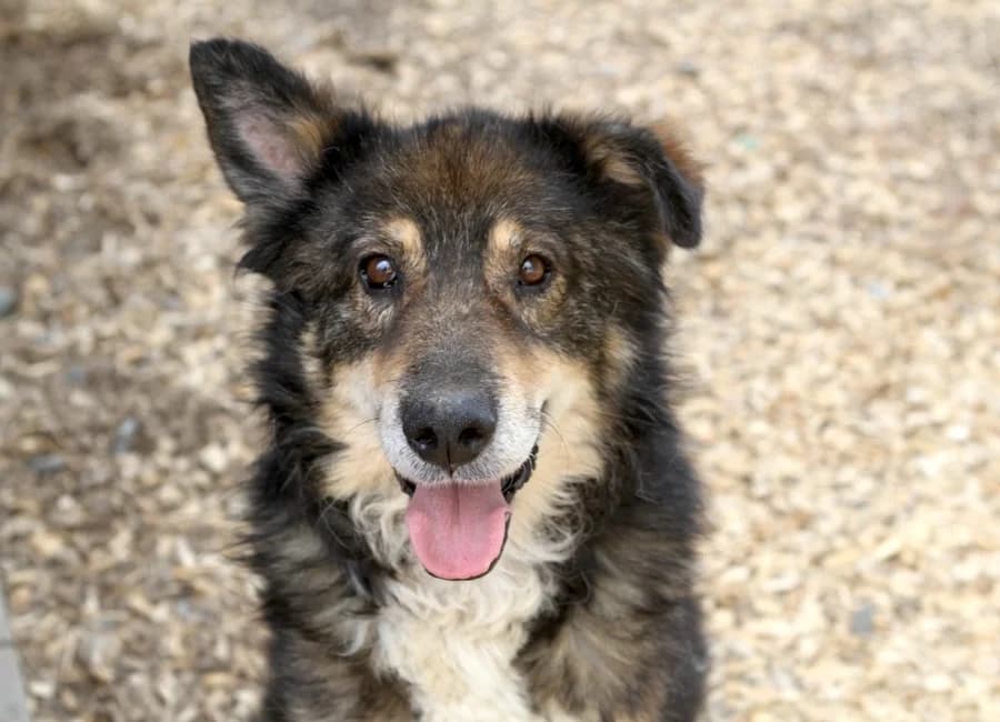 Jonny, male senior Mixed Breed for adoption at Tierschutzverein Heilbronn, Heilbronn