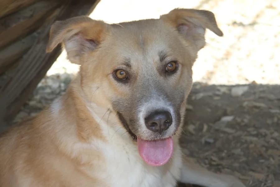 Chiku, male 4yo Mixed Breed for adoption at Tierschutzverein Heilbronn, Heilbronn