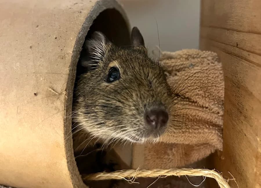 Pinky & Brain, sand male 3yo Degu for adoption at Tierschutzverein Heilbronn, Heilbronn