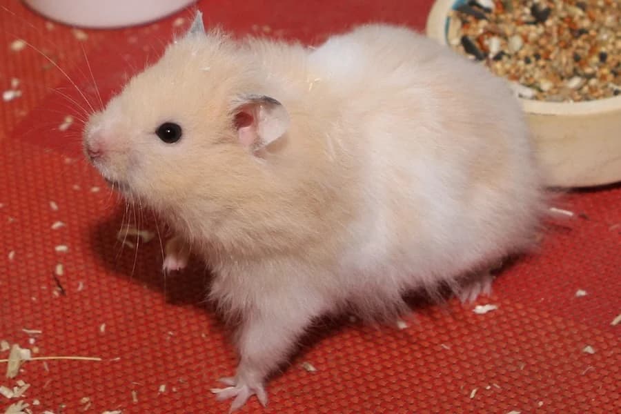 Heinrich, male mixed breed for adoption at Tierschutzverein Heilbronn, Heilbronn
