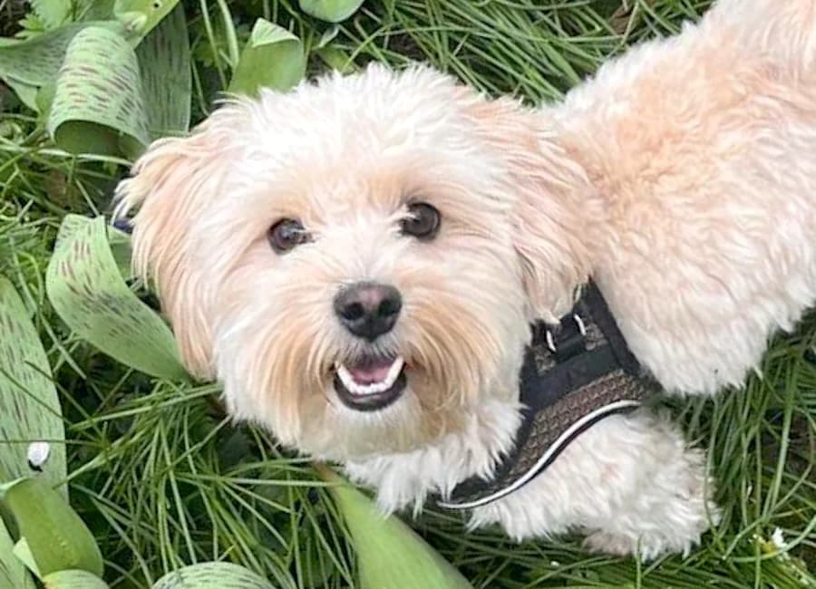 Pepper, male 3yo Maltipoo for adoption at Tierschutzverein Heilbronn, Heilbronn