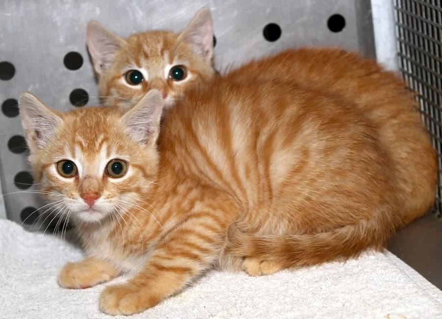 Casimir & Cello, rot-getigert male puppy mixed breed for adoption at Tierschutzverein Heilbronn, Heilbronn