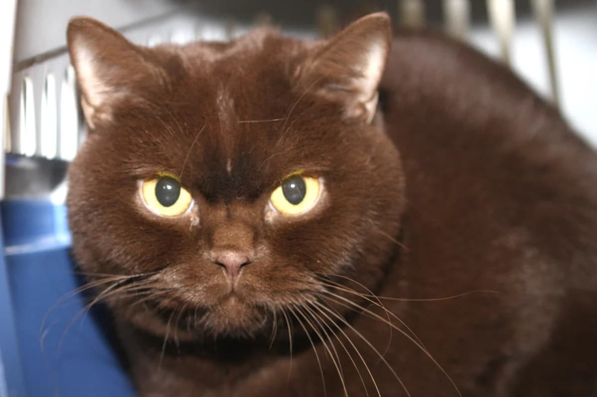 Bond, chocolate male 3yo British Shorthair for adoption at Tierschutzverein Heilbronn, Heilbronn