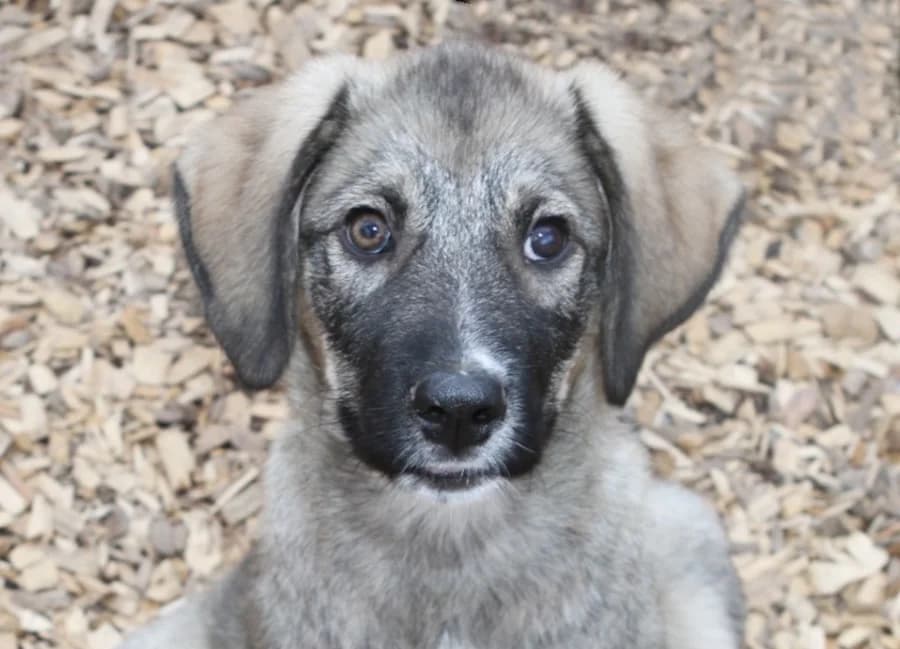 Snickers, male puppy Mixed Breed for adoption at Tierschutzverein Heilbronn, Heilbronn