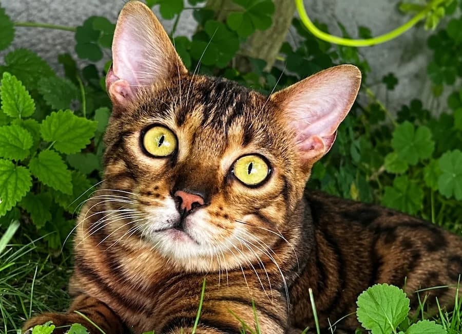 Leo, braun male young Bengal for adoption at Tierschutzverein Heilbronn, Heilbronn