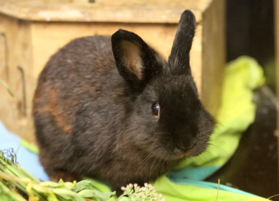 Bunny, schwarz male young mixed breed for adoption at Tierschutzverein Heilbronn, Heilbronn