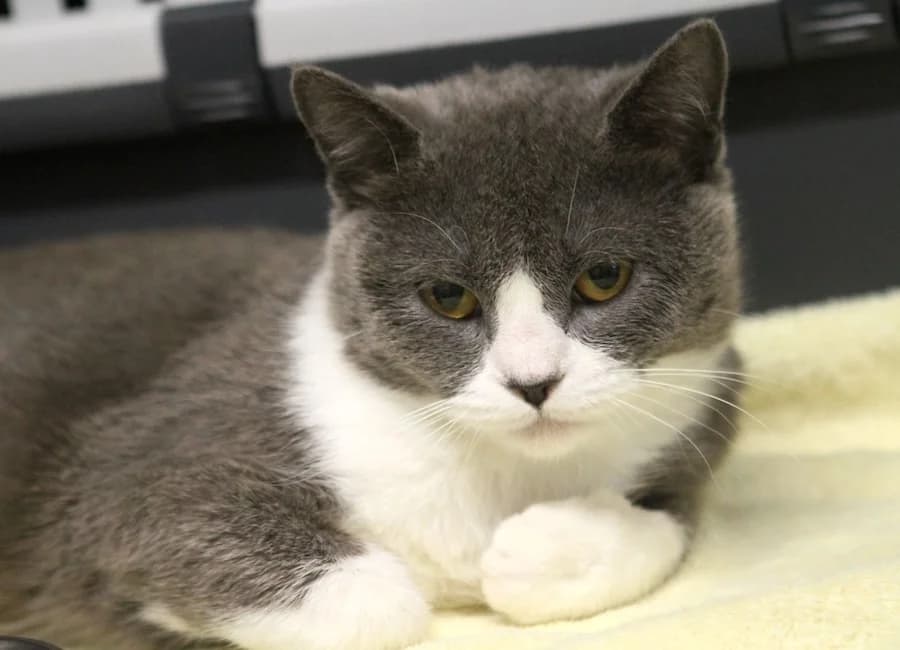Müjgan, grau-weiß female puppy British Shorthair for adoption at Tierschutzverein Heilbronn, Heilbronn