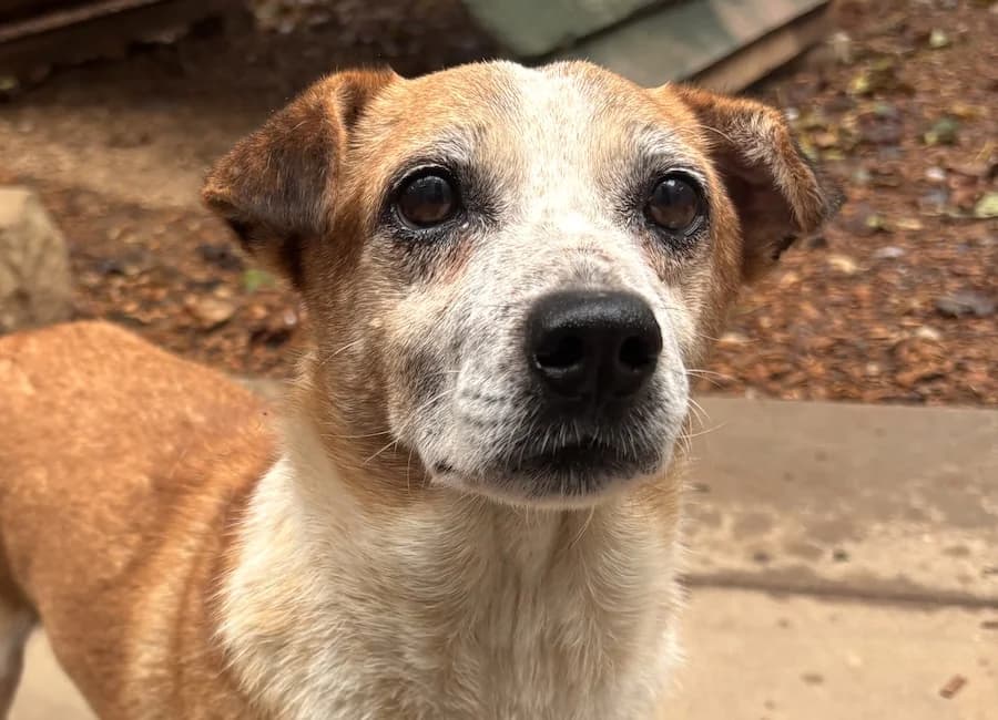 Nemo, male senior Mixed Breed for adoption at Tierschutzverein Heilbronn, Heilbronn