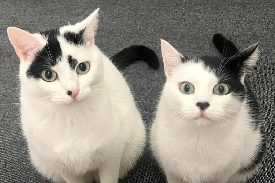 Baby & Juna, weiß-schwarz female 5yo mixed breed for adoption at Tierschutzverein Heilbronn, Heilbronn