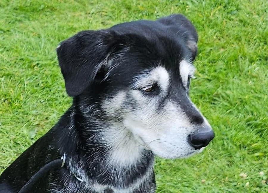 Kovu, male 7yo Husky for adoption at Tierschutzverein Heilbronn, Heilbronn