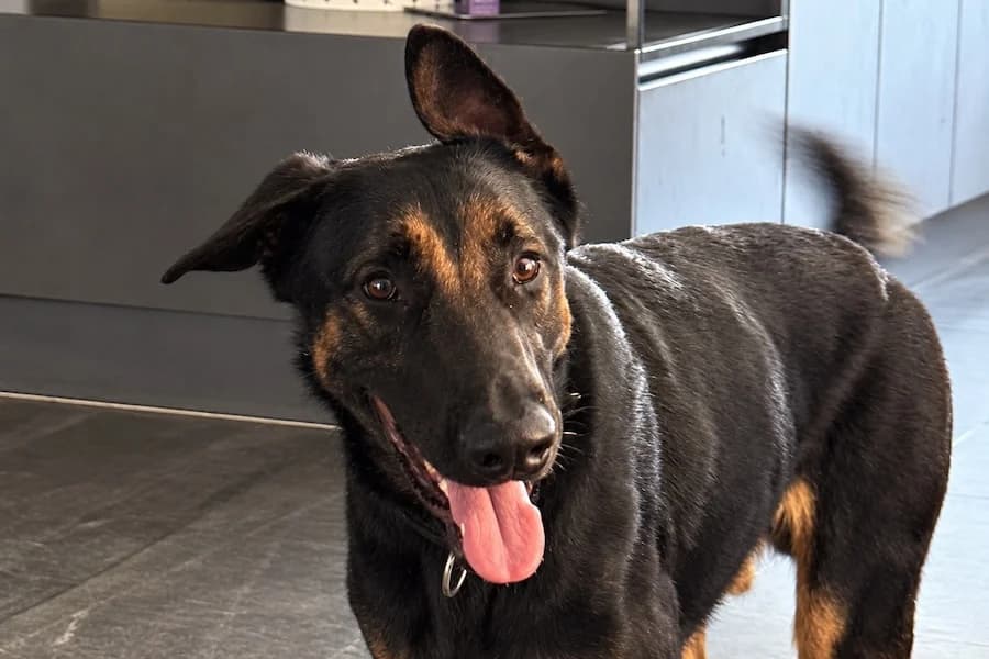 Rocky, male young Belgian Malinois for adoption at Tierschutzverein Heilbronn, Heilbronn