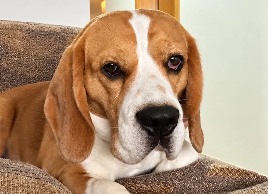 Buddy - hat Interessenten, male 3yo Beagle for adoption at Tierschutzverein Heilbronn, Heilbronn