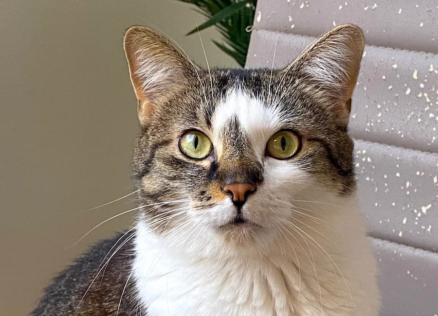 Kitty, getigert-weiร female 3yo mixed breed for adoption at Tierschutzverein Heilbronn, Heilbronn