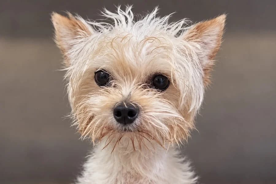 Xia, male young Yorkshire Terrier for adoption at Tierschutzverein Heilbronn, Heilbronn