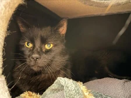 Alfredo, male senior European Shorthair for adoption at Tierheim Heinsberg