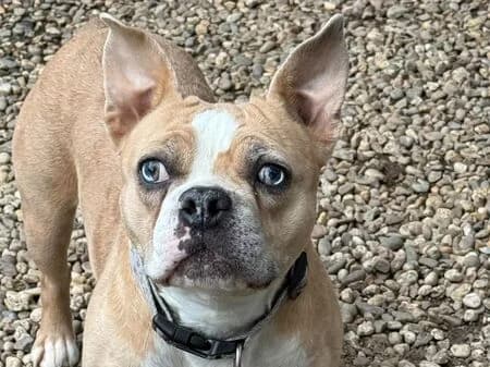 Angel, female young English Bulldog for adoption at Tierheim Heinsberg
