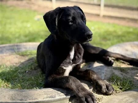 Arian, male puppy Mixed Breed for adoption at Tierheim Heinsberg