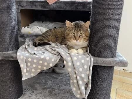 Arthos, male senior European Shorthair for adoption at Tierheim Heinsberg