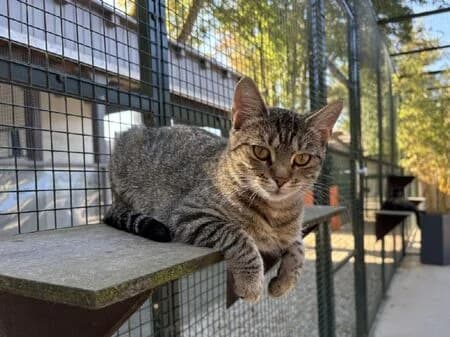 Azalea, female European Shorthair for adoption at Tierheim Heinsberg