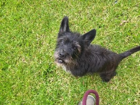 Bella, female senior Dachshund for adoption at Tierheim Heinsberg