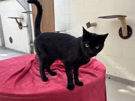 Bentley, male 6yo European Shorthair for adoption at Tierheim Heinsberg