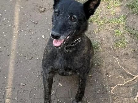 Beppi, female senior mixed breed for adoption at Tierheim Heinsberg