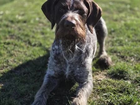 Blacky, male 5yo mixed breed for adoption at Tierheim Heinsberg