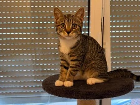 Blue, female puppy European Shorthair for adoption at Tierheim Heinsberg