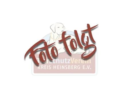 Bonsai, male 5yo Staffordshire Bull Terrier for adoption at Tierheim Heinsberg