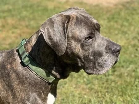Bonsai, male 5yo Staffordshire Bull Terrier for adoption at Tierheim Heinsberg