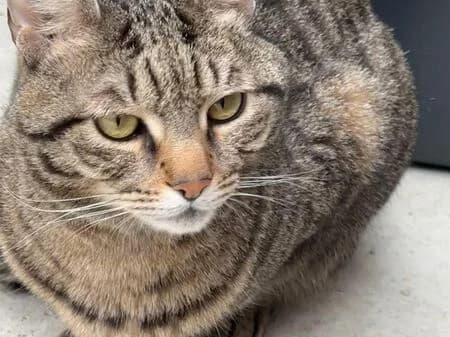 Bora, female 6yo European Shorthair for adoption at Tierheim Heinsberg