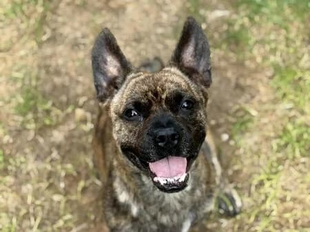 Bruce, male 4yo English Bulldog for adoption at Tierheim Heinsberg