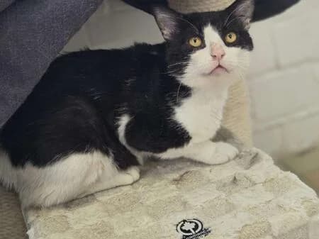 Bumblebee, male senior European Shorthair for adoption at Tierheim Heinsberg