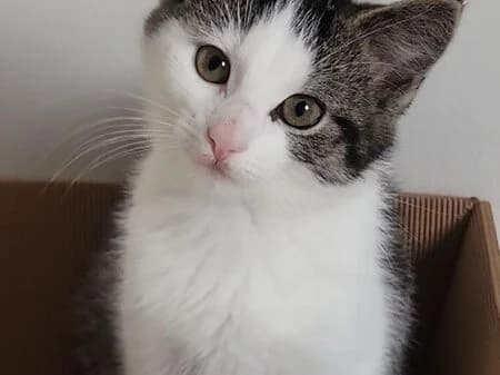 Candace, female puppy European Shorthair for adoption at Tierheim Heinsberg