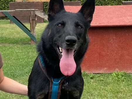 Carlos, male 4yo German Shepherd for adoption at Tierheim Heinsberg