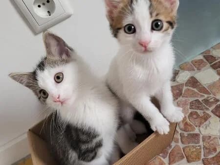 Caro, female puppy European Shorthair for adoption at Tierheim Heinsberg