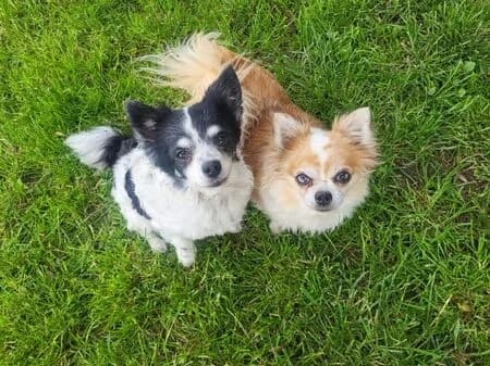 Chantal, female senior Chihuahua for adoption at Tierheim Heinsberg