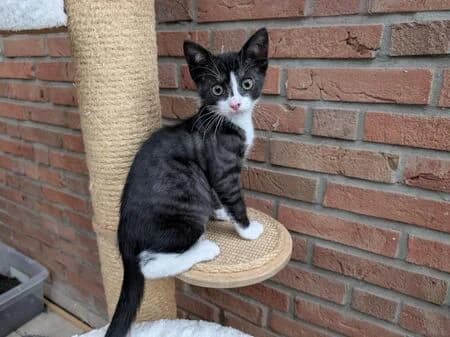 Chubby, male puppy European Shorthair for adoption at Tierheim Heinsberg