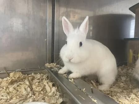 Coco, female young mixed breed for adoption at Tierheim Heinsberg