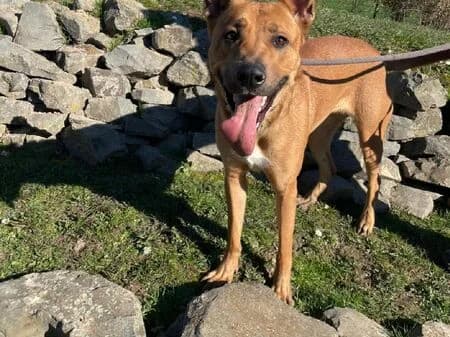 Coco, female young German Shepherd for adoption at Tierheim Heinsberg